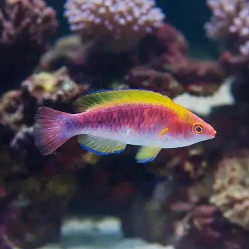 Cirrhilabrus lubbocki (M) – wargacz ryba morska Kingdom of Corals