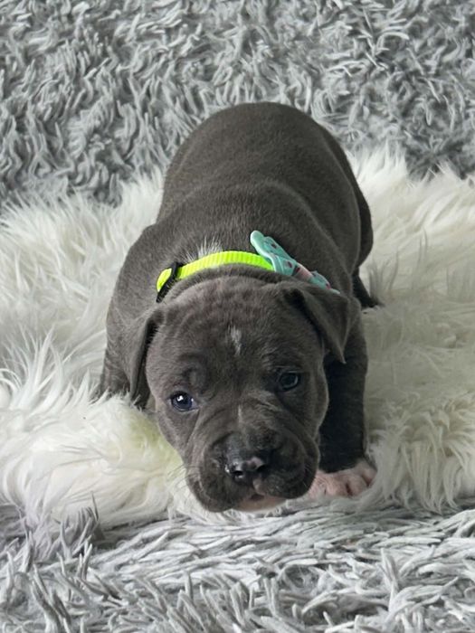 American Staffordshire Terrier suczka 10