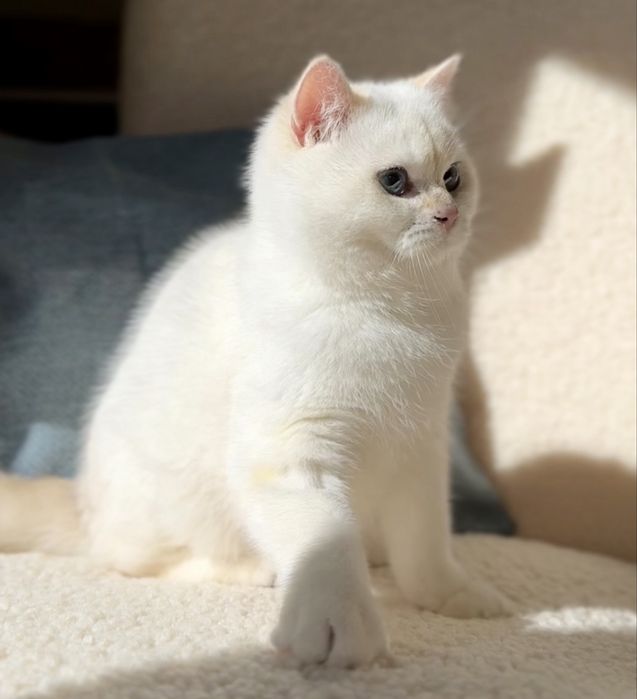 Золотий британський котик! Bri ny 12 33