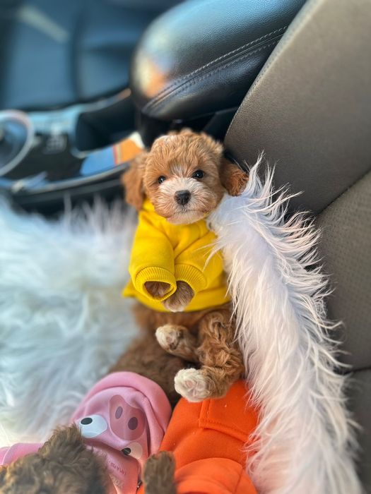 Міні мальтіпу маленькі ведмежатка мини мальтипу ф1. Доставка є. Чіп є