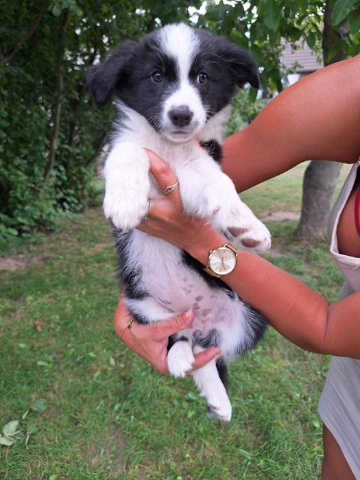 8 tygodniowe szczeniaki Border Collie rodowód