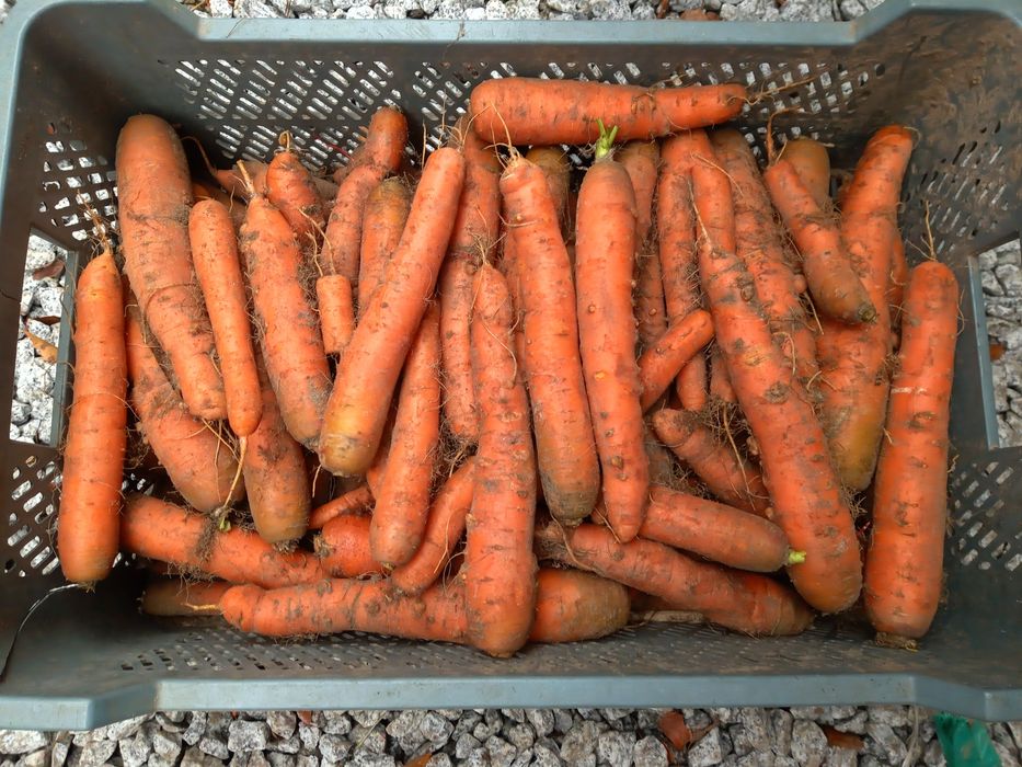 Dostawa warzywa i owoce z  własnego  gospodarstwa