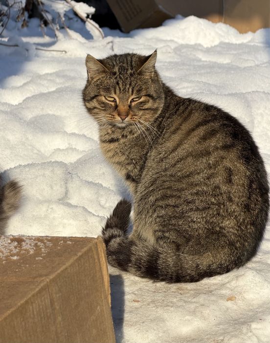 Кіт Вася, парубок без дому