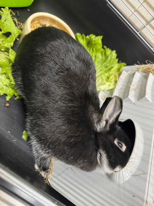 coelho anão netherland dwarf