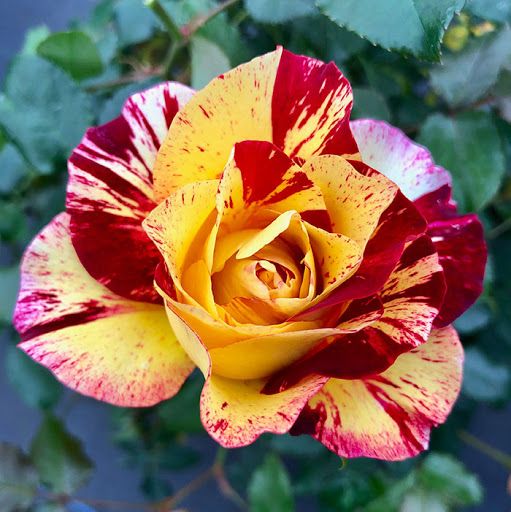 Roseira Variegata Tigrada Tricolor - FLORES Para colecionador