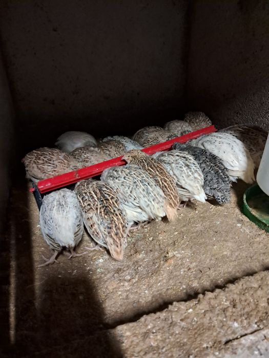 Só codornizes machos