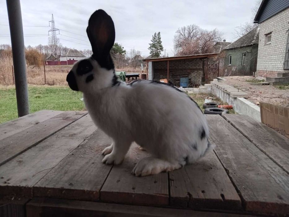 Кролі Бургундія, Каліфорнія, Фландр, строкач