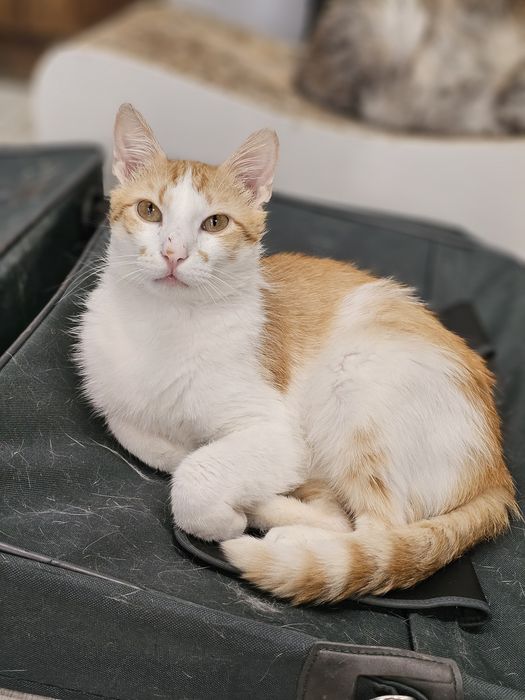 Rudzik do adopcji