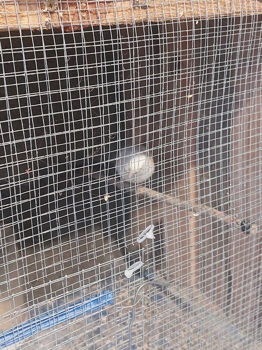 9 canarios (desistencia)