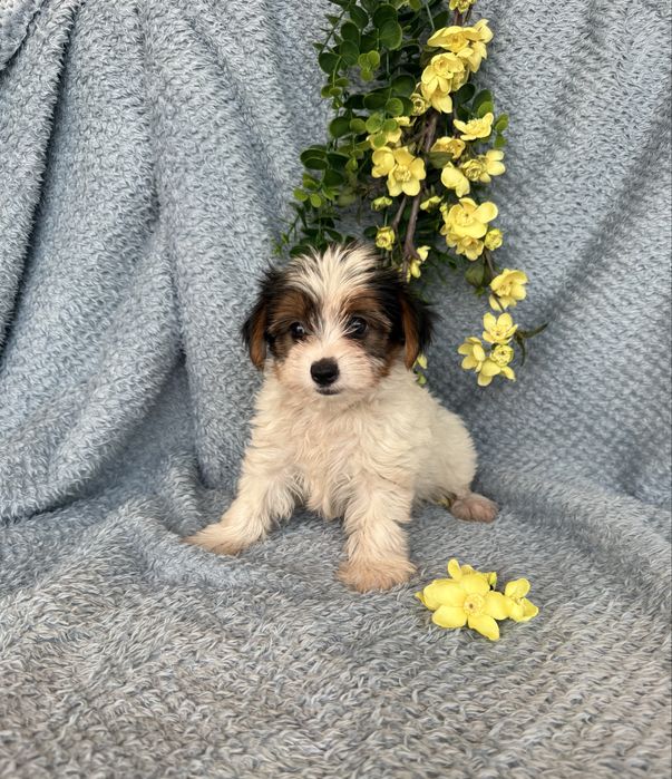 Estupenda mini menina Yorkshire Beiwer. Qualidade top
