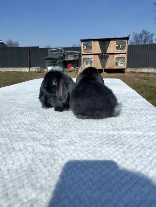 Декоративні кролики