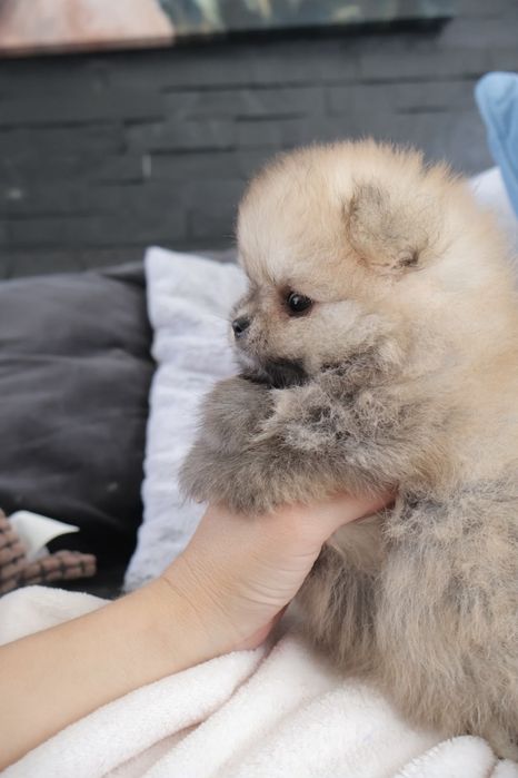 Lulu da Pomerania. Spitz anão LOP e Afixo.Super Mini Laranja. Linhagem Russa