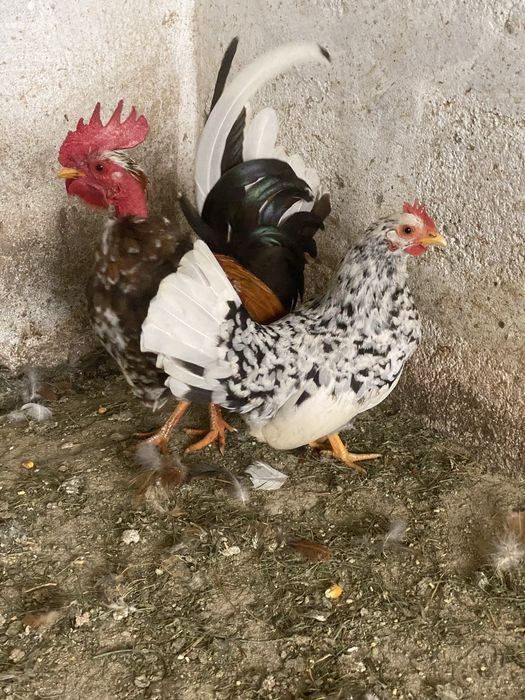 Nini garnizés jovens de varias cores