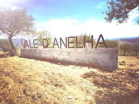 Quinta no Douro Superior, VALE D´ANELHA-Comércio de Azeite Virgem Extra Biológico e Amêndoa