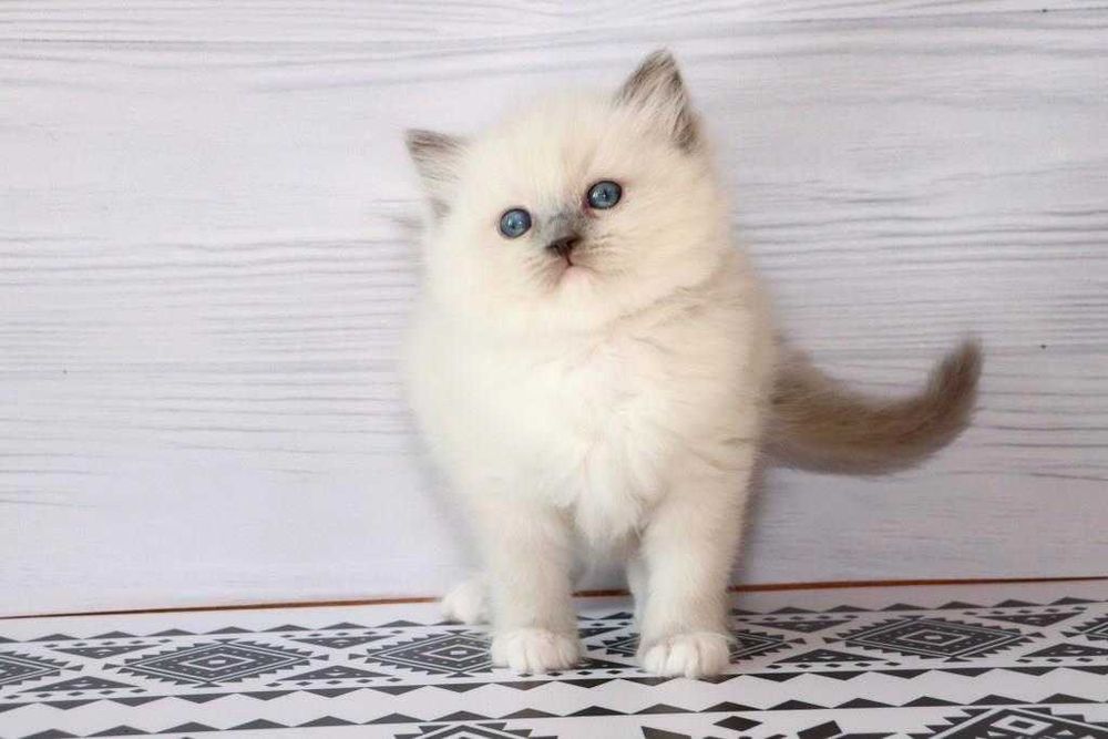 Регдол-хлопчик з волошковими очима. Блакитний мітед забарвленя.