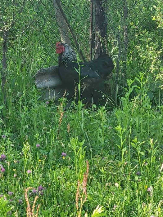 Колумбійська брама півні