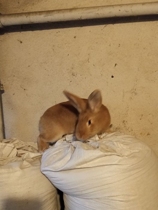 Króliki hodowlane samce