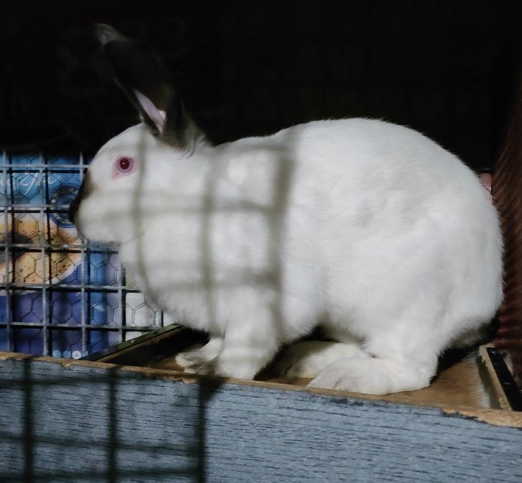 Króliki Kalifornijskie