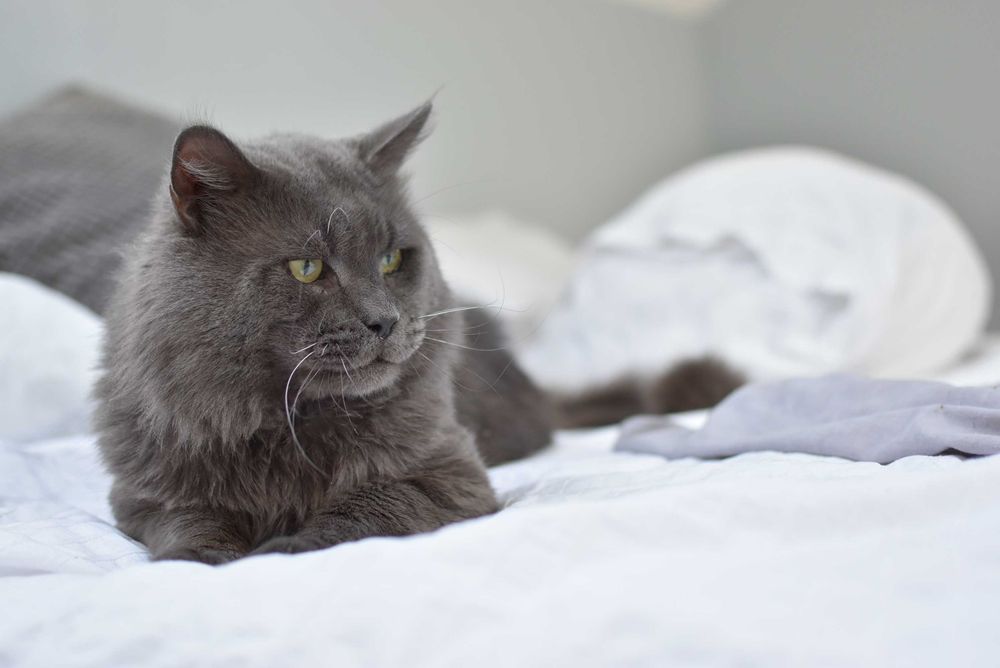Kocur Maine Coon Do Adopcji /Pohodowlany