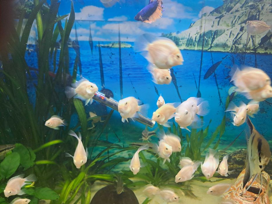 Pielęgnica papuzia odmiana Platynowa