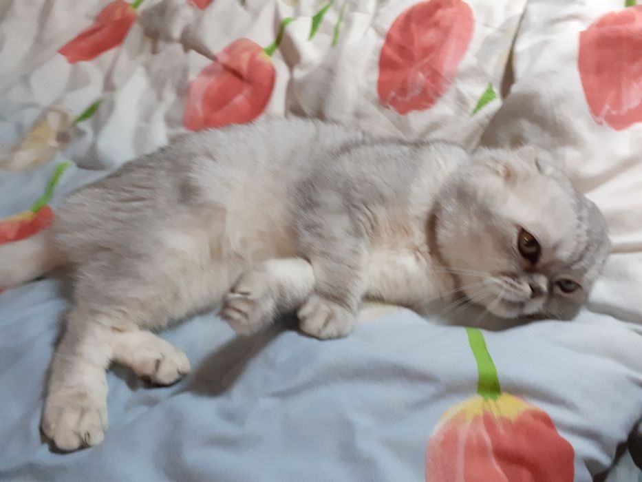 Вязка вислоухий кот