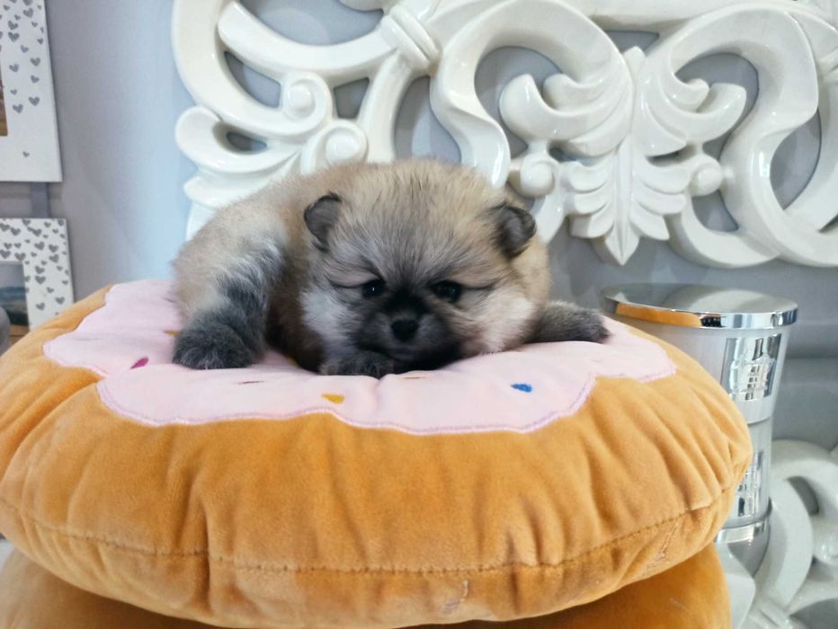 Szpic miniaturowy***pomeranian suczka