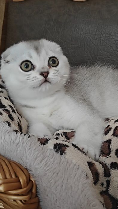 Шотландские вислоухие котята серебристой шиншиллы