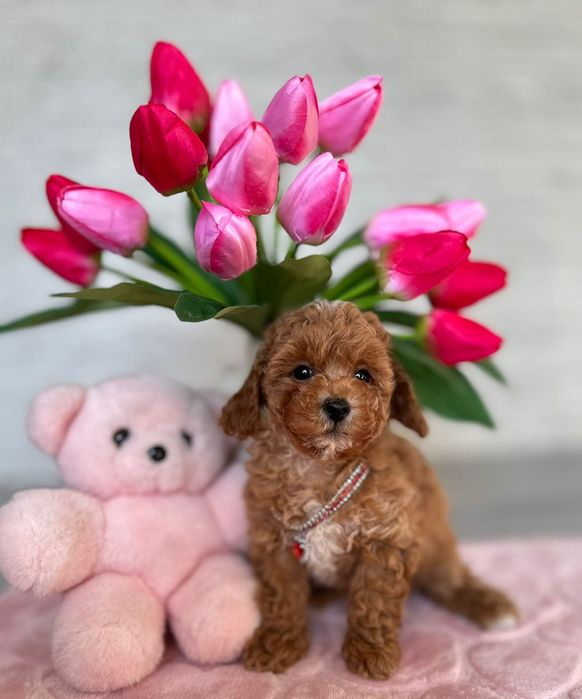 Мальтипу карамельного відтінку, міні ведмежатка.