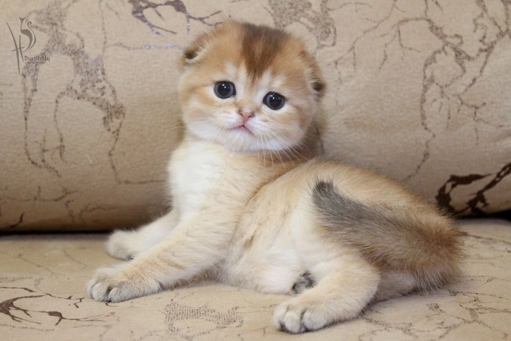 Золотая шиншилла вислоухие и прямоухие котики