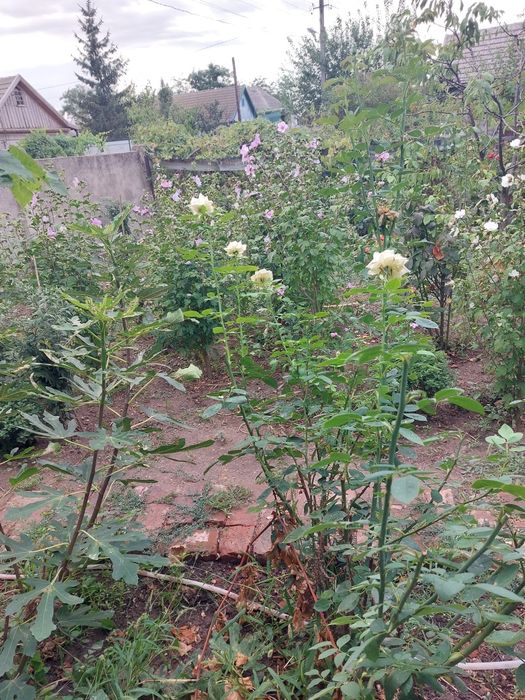 Продам чотирирічні саджанці  гібіскуса