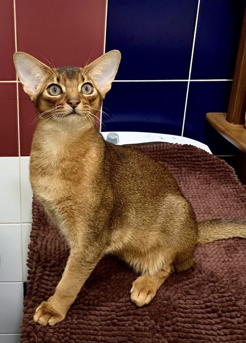 Ласковый абиссинчик