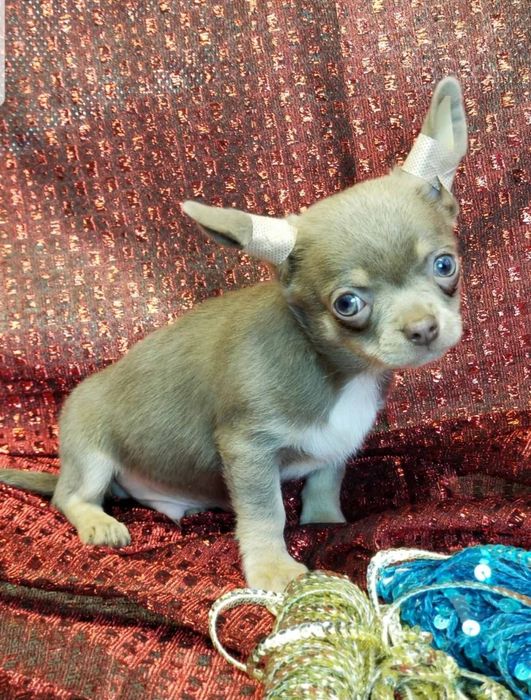 Мальчик Чихуахуа
