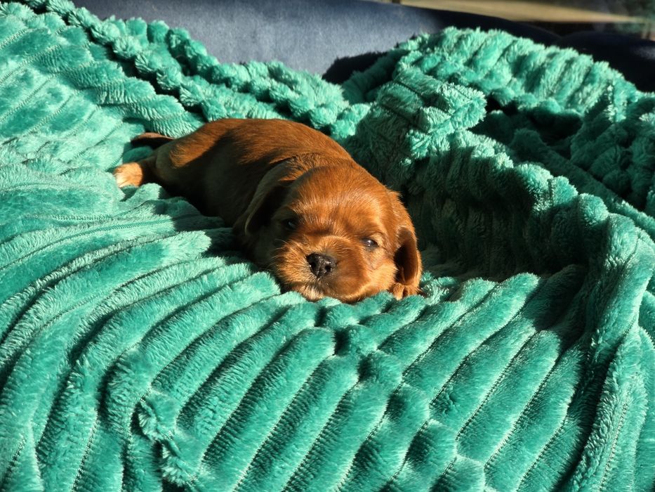 Hawańczyk hawańczyki havanese