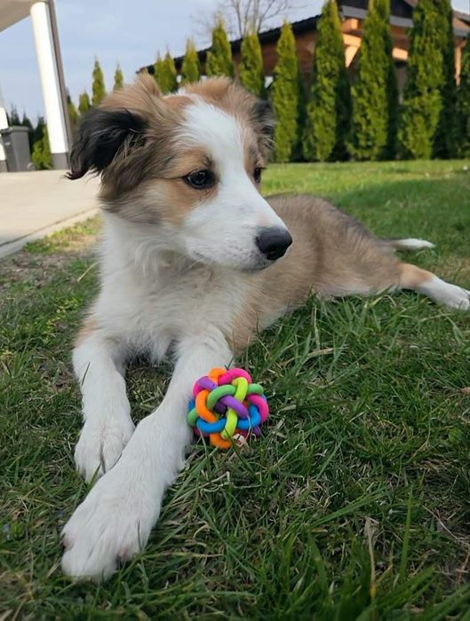 Border Collie,suczka - Zara!!