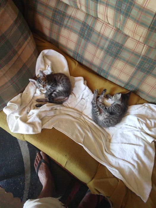 2 Gatinhos com 2 meses para adoção.