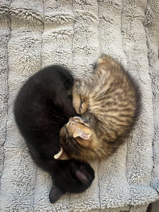 Duas gatas bebes para adoção conjunta