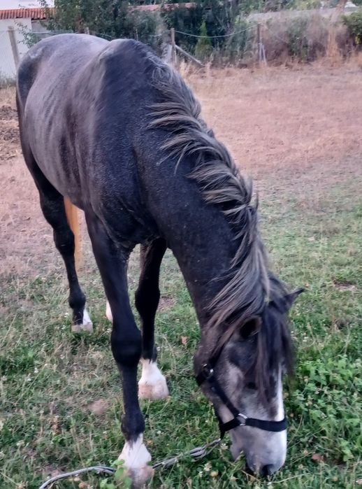 Beautiful stallion with potential, for sale (Coimbra)