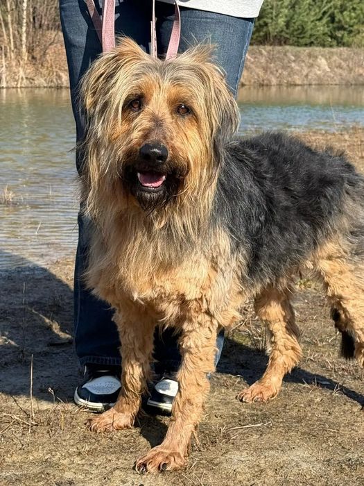 Podaruj dom super psu