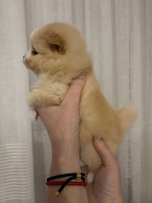 Померанський шпіц