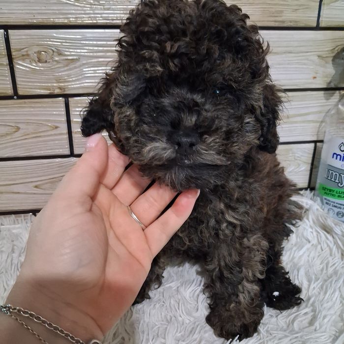 Shihpoo Pudel Toy  Shih Tzu przepiękny piesek  !