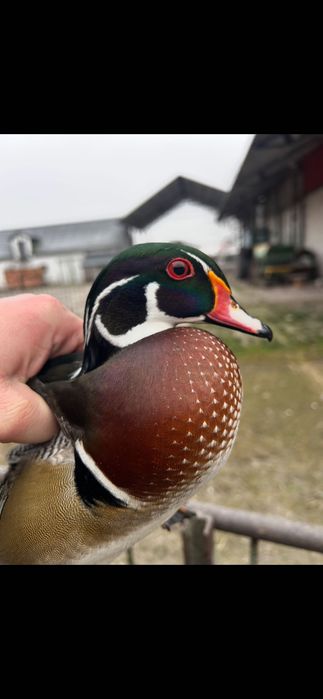 Pawie  czarnoskrzydłe i indyjskie młode i dorosłe. Karolinki. Łabędzie