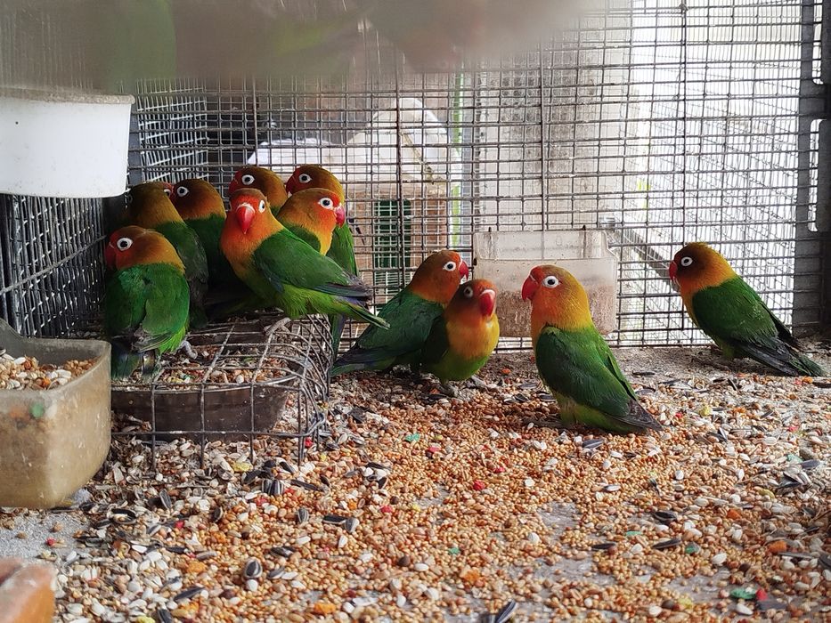 Agapórnis verdes