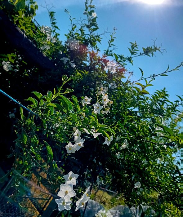 Trepadeira Solanum Jasminoides erva moura
