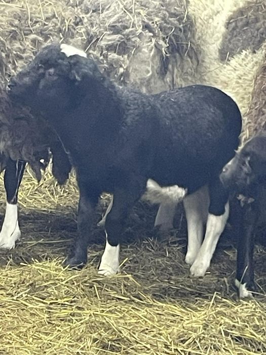 Продам    барана