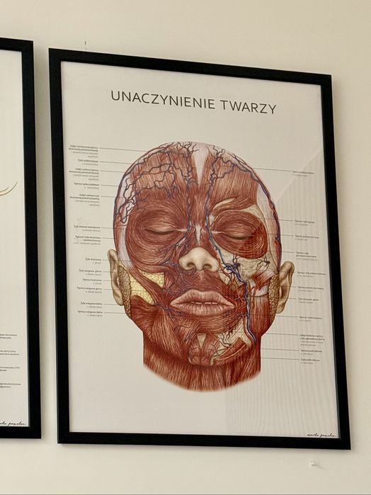 3szt. plakat anatomiczny + ramki