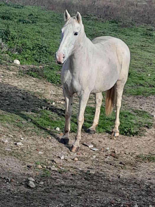 2 lindos cavalos lusitana e andaluz