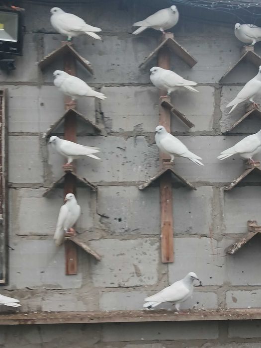 Sprzedam gołębie jasne