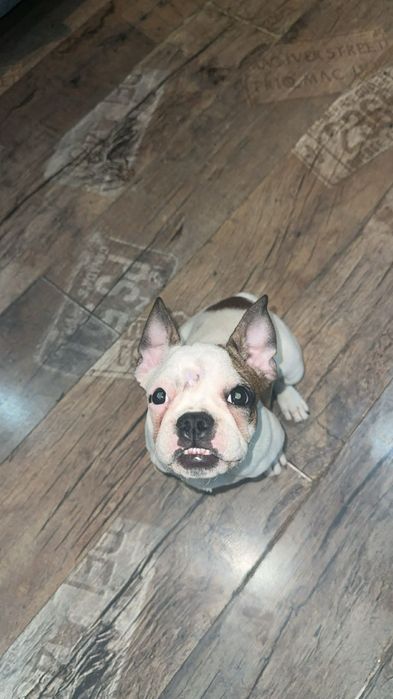 Buldog francuski suczka