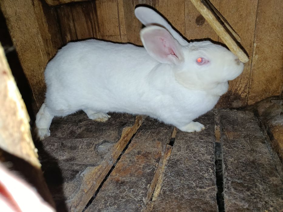 Кролиці, кролики