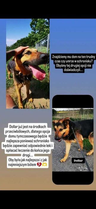 Dolar UMIERA na raka kości i BŁAGA o DT! NIE PRZEŻYJE w schronie! UD!!